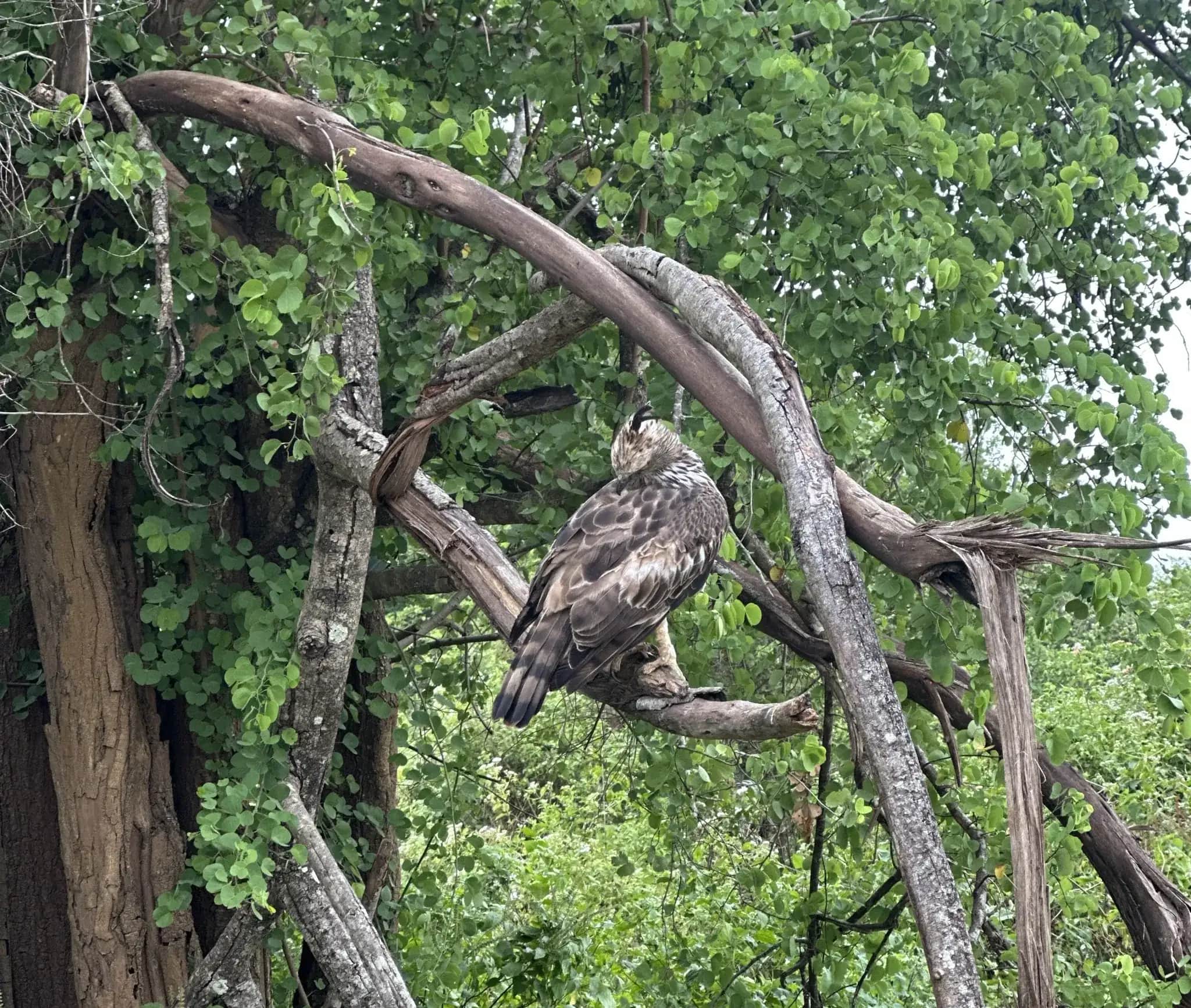 Crested hawk-eagle perched on a branch in Udawalawe National Park