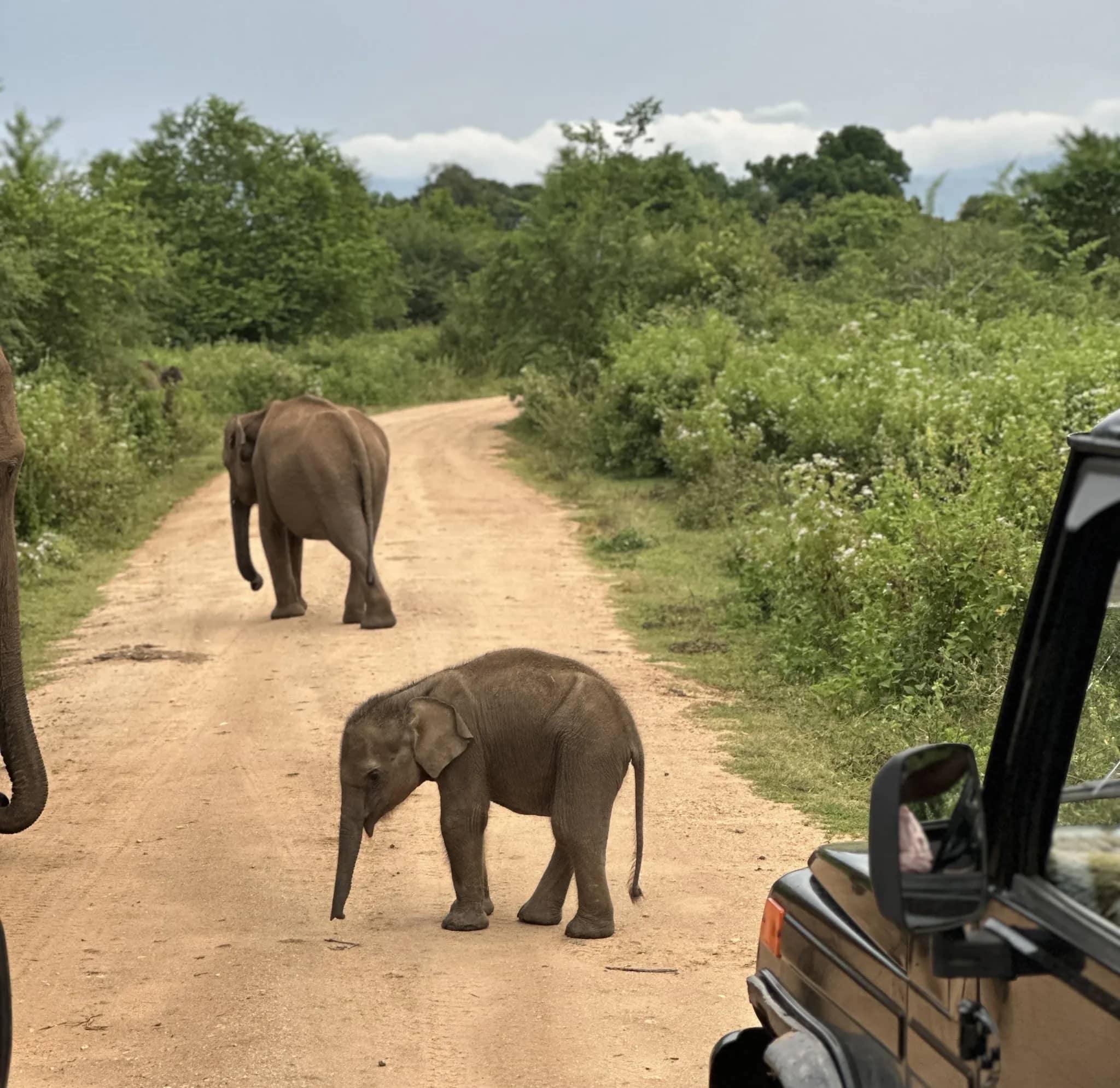 Safari jeep watching wild elephants in Udawalawe National Park